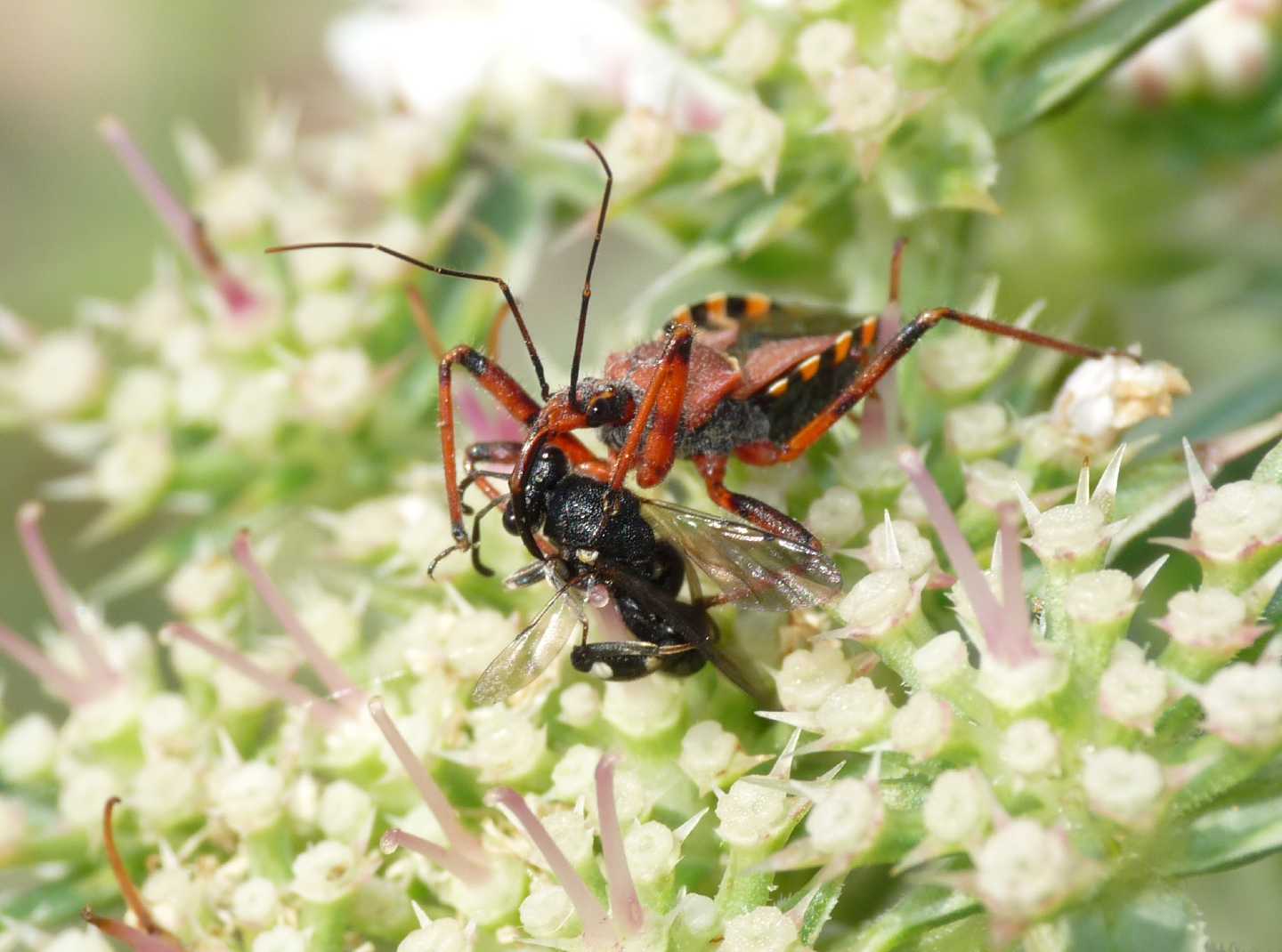 Rhynocoris erhytropus con preda